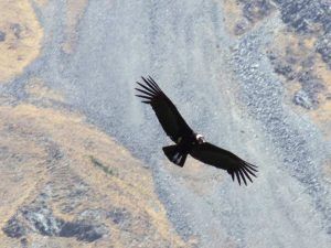 Condor en Iruya